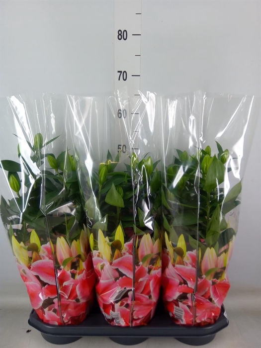 <h4>Lilium ori.  'After Eight'</h4>