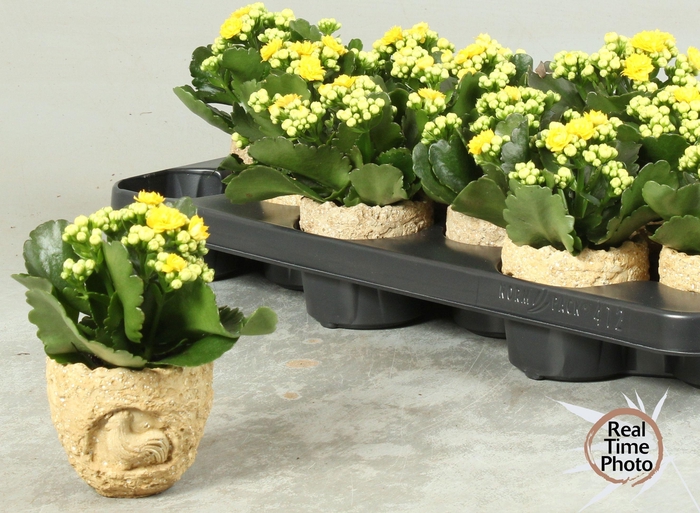 <h4>ARR KAMERPL</h4>