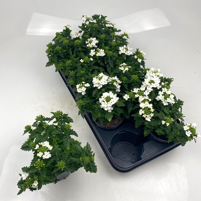 <h4>VERBE DRUMS GEM</h4>