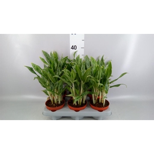 Aglaonema KB 'Greyhound'