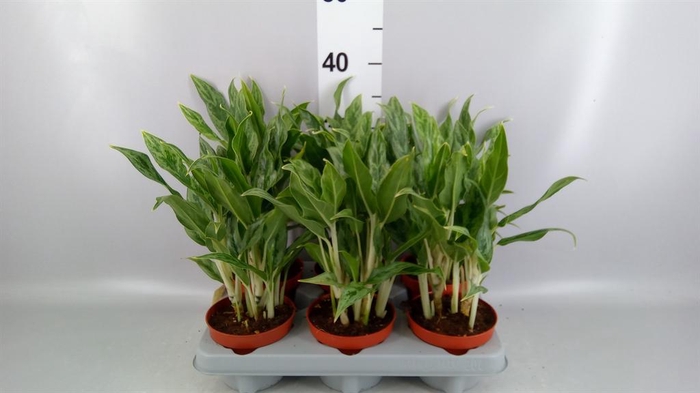 <h4>Aglaonema KB 'Greyhound'</h4>