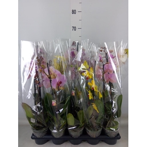 Phalaenopsis   ...mix
