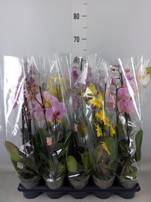 <h4>Phalaenopsis   ...mix</h4>