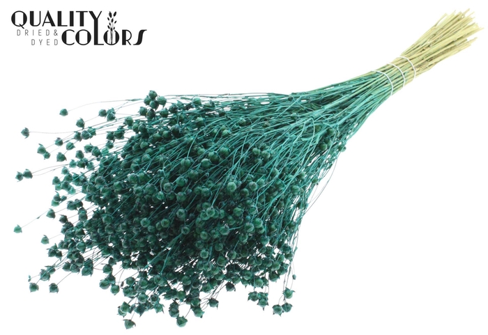 <h4>Droogbloemen   ...bewerkt H%</h4>