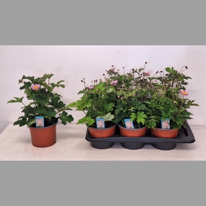 ANEM HUPEHENSIS