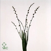Crocosmia - Bes V Ba