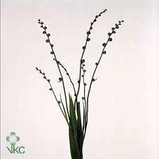 Crocosmia - Bes V Ba