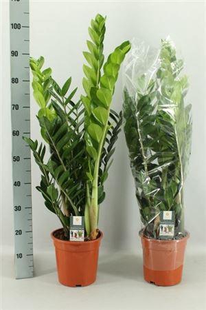 <h4>Zamio Zamiifolia</h4>
