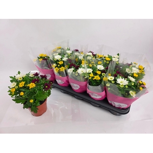 CHRYS STREAM GEM POT