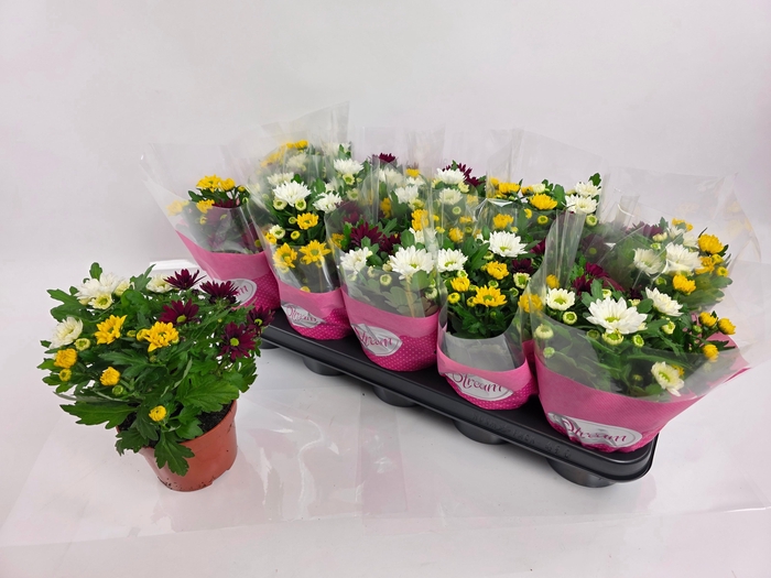 <h4>CHRYS STREAM GEM POT</h4>