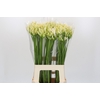 Agapanthus Gletsjer