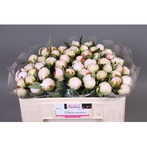 Paeonia Florence Nicholls