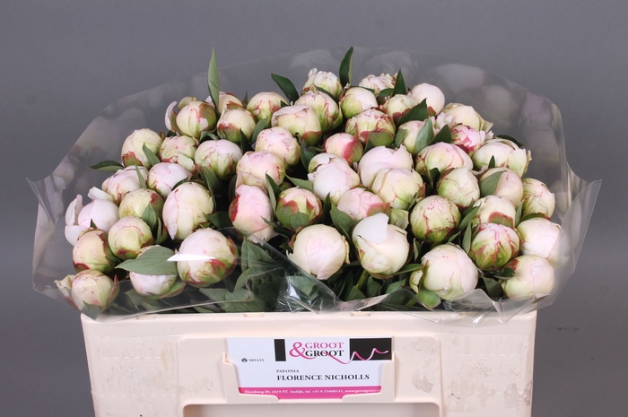 <h4>Paeonia Florence Nicholls</h4>