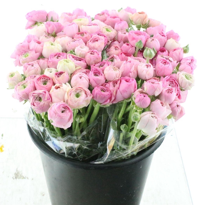 <h4>Ran El Pink Extra</h4>