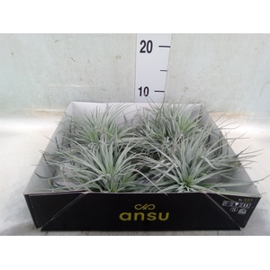Tillandsia