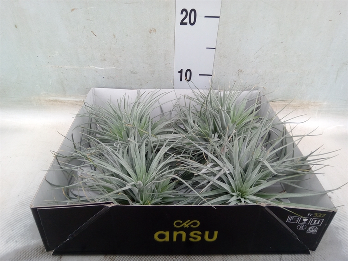 <h4>Tillandsia</h4>