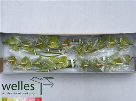 <h4>Anth A Midori</h4>