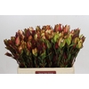 Leucadendron Senorita Spray