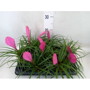 Tillandsia cyanea