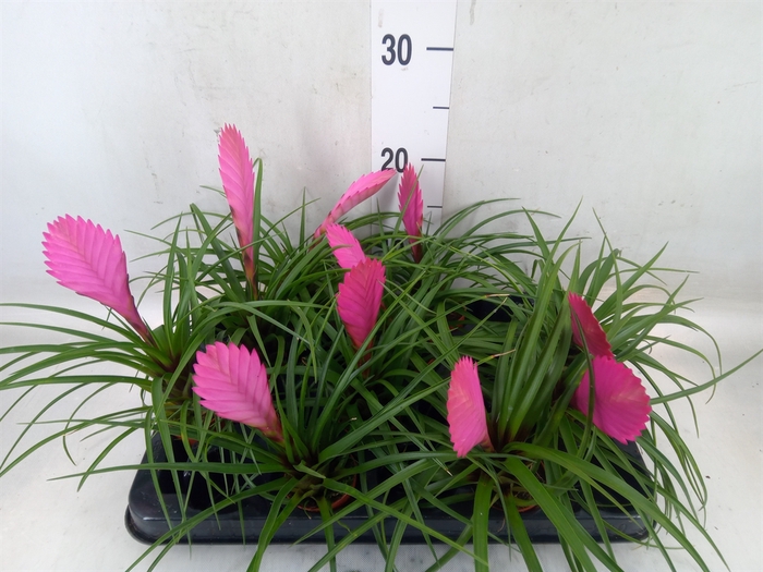 <h4>Tillandsia cyanea</h4>