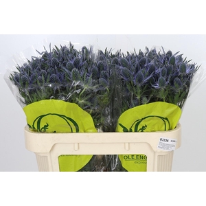 Eryngium Magical Blue Lagoon