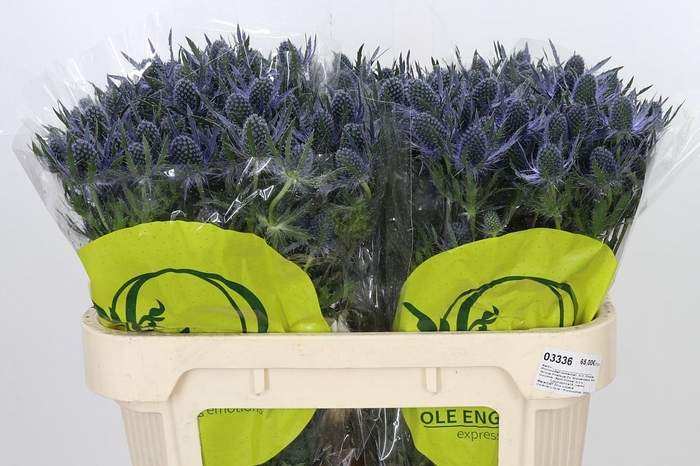 <h4>Eryngium Magical Blue Lagoon</h4>