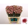 Astrantia Roma 60cm