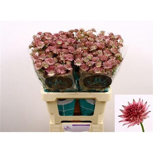 Astrantia Roma 60cm