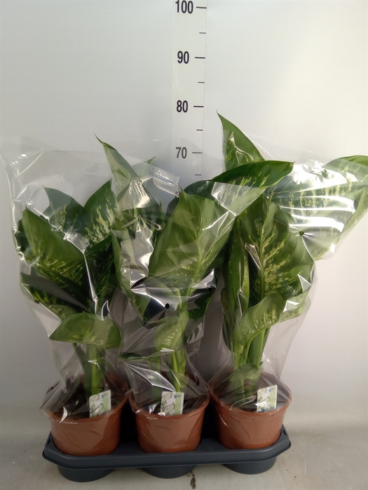 <h4>Dieffenbachia seg. 'Tropic Snow'</h4>