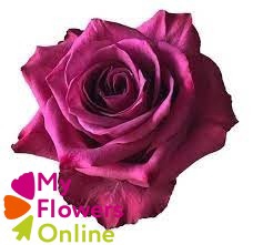 <h4>R Gr Blueberry Berry 50cm EC</h4>