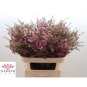 CHAME UN PURPLE PRID