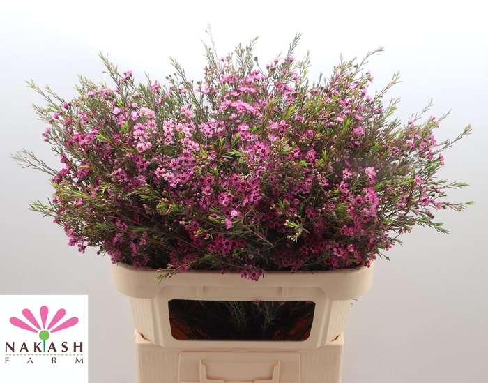 <h4>CHAME UN PURPLE PRID</h4>