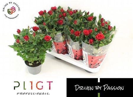 <h4>Ro Sca Mercedes Kord</h4>