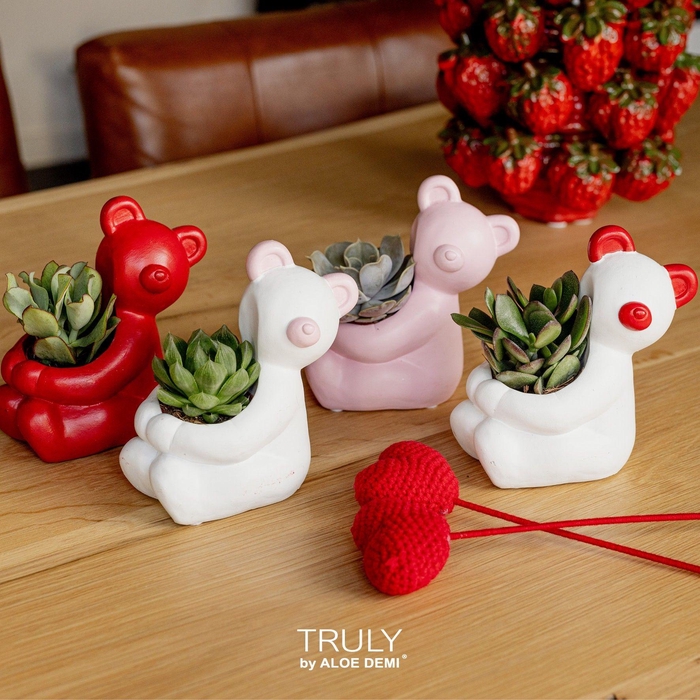 <h4>TRULY Succulent, Bear</h4>