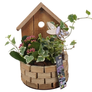 PTPP6988 Arrangement Patio in houten bak