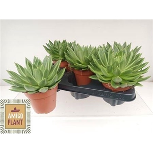 Echeveria 'Miranda'
