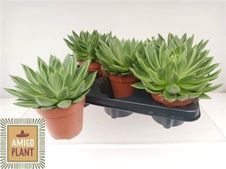 <h4>Echeveria 'Miranda'</h4>