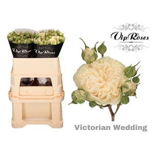 R Tr Victor Wedding+