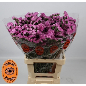 LIM S TAFF SUN BIRDS