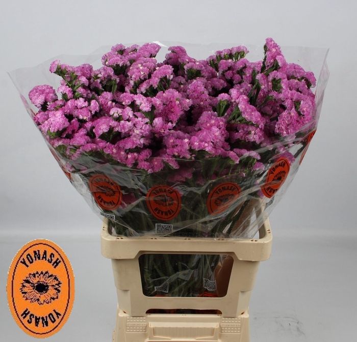 <h4>LIM S TAFF SUN BIRDS</h4>