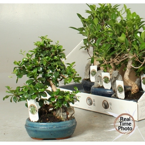 BONSAI GEM