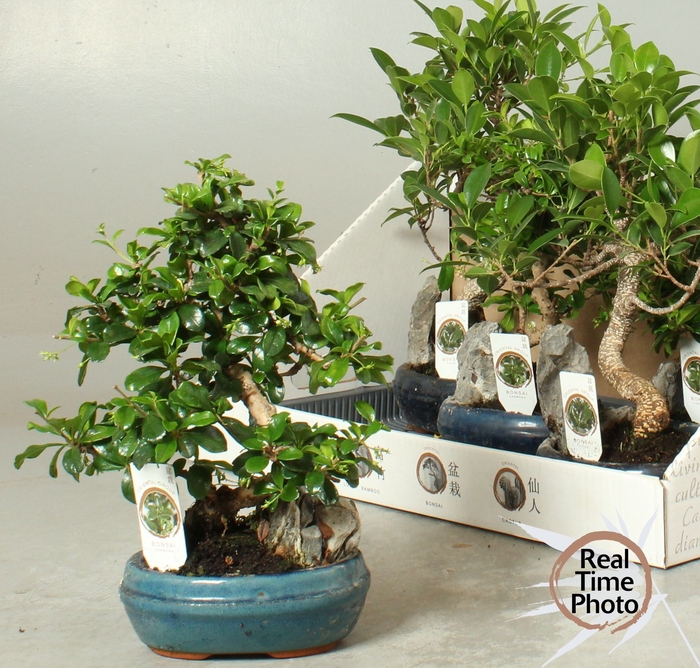 <h4>BONSAI GEM</h4>