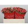 Hypericum Sweet Romance