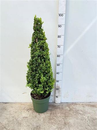 <h4>Buxu Sempervirens Piramide 90cm</h4>