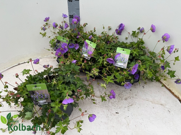 <h4>GERAN BLOOM ME AWAY</h4>