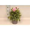 Dahlia 19 cm Pink