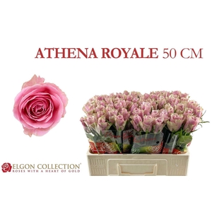 Rosa a grande fleur Athena Royale