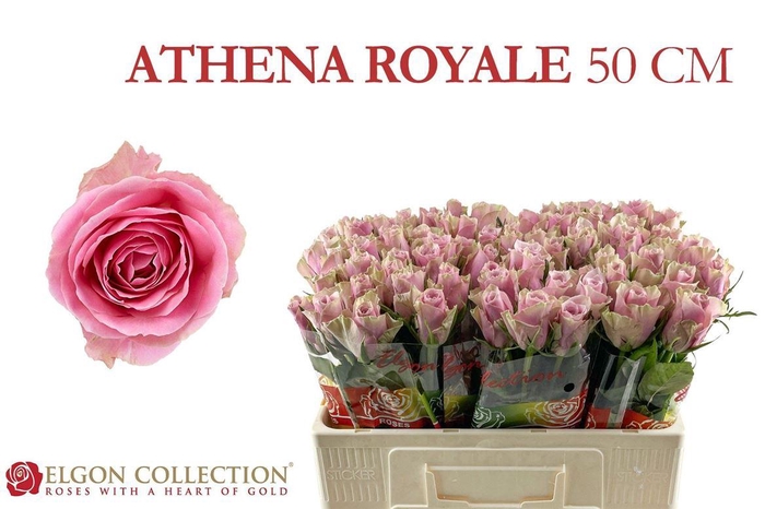 <h4>Rosa a grande fleur Athena Royale</h4>