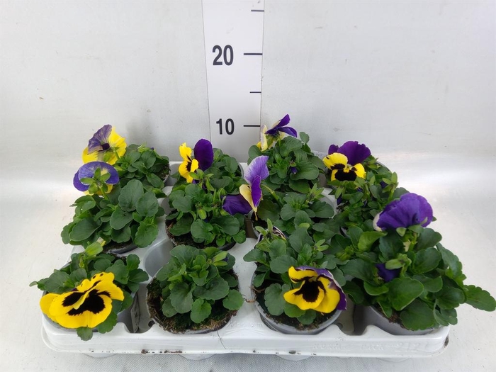 <h4>Viola wr. 'Evo Yellow Duet'</h4>