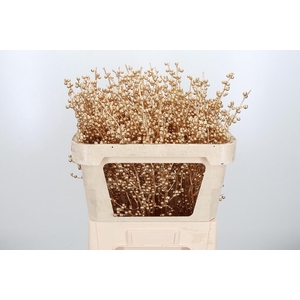 Ilex Kl Bh Antiek Goud